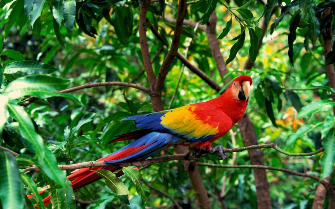 La flora y la fauna de Colombia