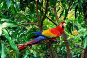 la flora y la fauna en Colombia