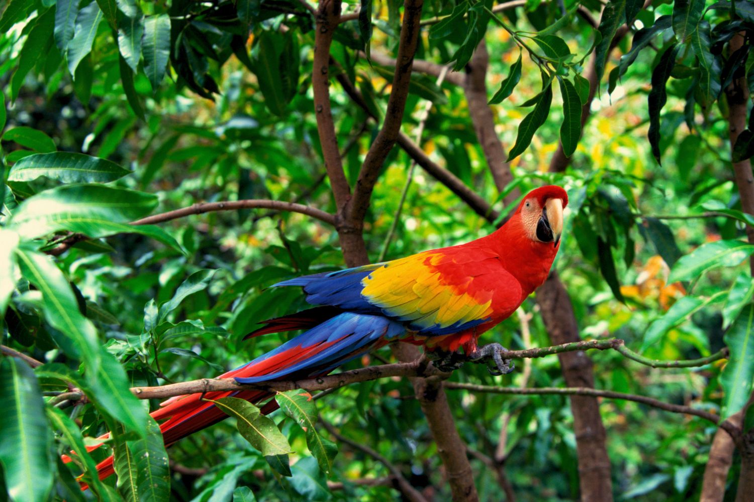 la flora y la fauna en Colombia